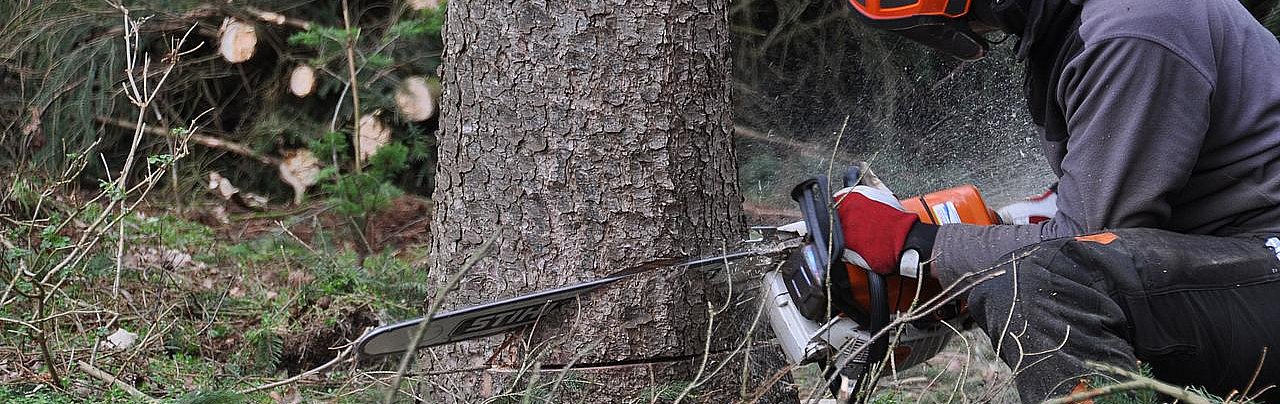 Baumfällarbeiten im Wald. Ein Mann sägt mit einer Kettensäge am Stamm einer Kiefer.