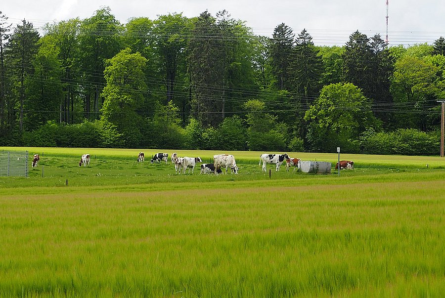 Kühe stehen auf einer grünen Wiese. Im Hintergrund ist ein Wald zu sehen.
