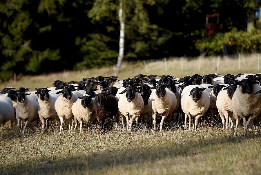 Schafe laufen auf einer Wiese