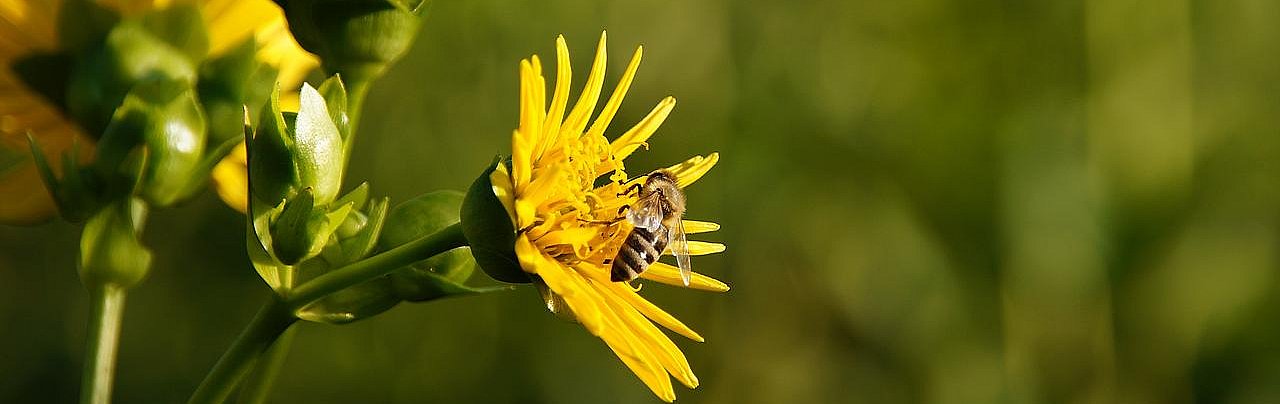 Gelbe Blume die von einer Honigbiene besucht wird